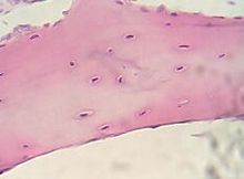 cartilagine al microscopio